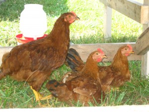 Chickens - Douglas Alabama